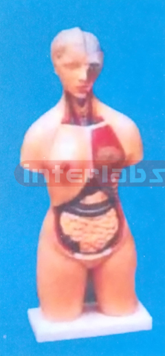 50 CM TALL, THREE SEX, BACK DISSECTION TORSO MODEL WITH HEAD